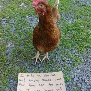 The Very Best Of Chicken Shaming (18)