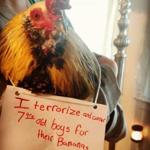 The Very Best Of Chicken Shaming (19)