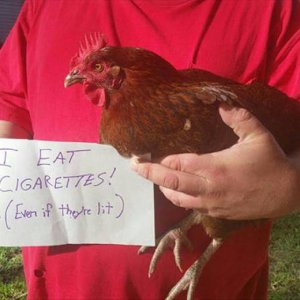 The Very Best Of Chicken Shaming (2)
