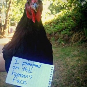 The Very Best Of Chicken Shaming (20)
