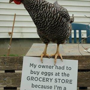 The Very Best Of Chicken Shaming (21)