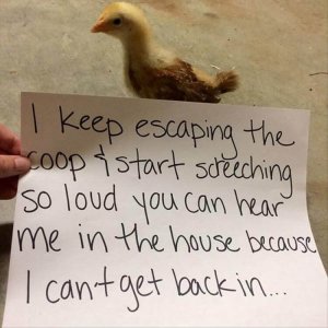 The Very Best Of Chicken Shaming (22)