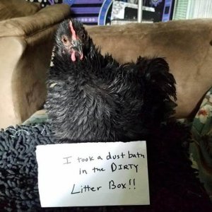 The Very Best Of Chicken Shaming (4)
