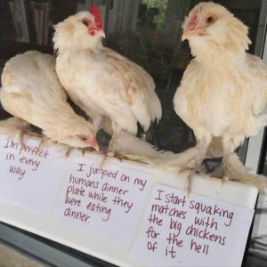 The Very Best Of Chicken Shaming (5)