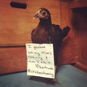 The Very Best Of Chicken Shaming (6)