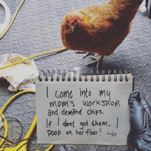The Very Best Of Chicken Shaming (7)