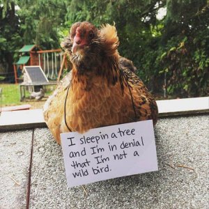 The Very Best Of Chicken Shaming (8)
