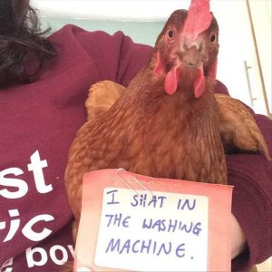 The Very Best Of Chicken Shaming (9)