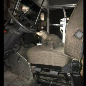 UPS Dogs (1)