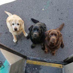 UPS Dogs (11)