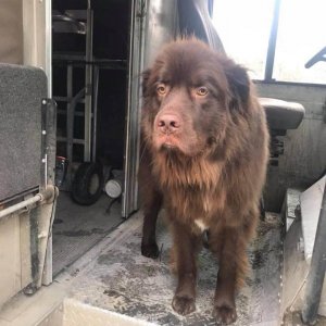 UPS Dogs (12)