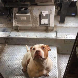 UPS Dogs (14)