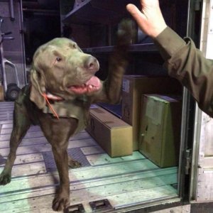 UPS Dogs (16)