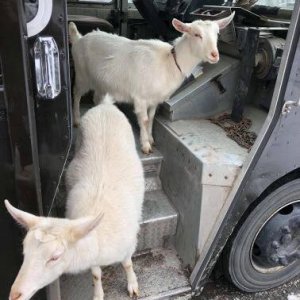 UPS Dogs (17)