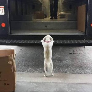 UPS Dogs (18)