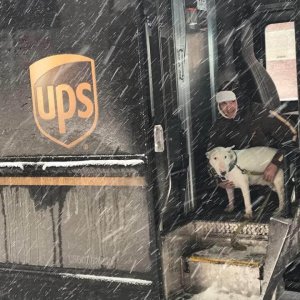 UPS Dogs (19)