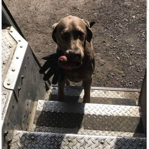 UPS Dogs (2)