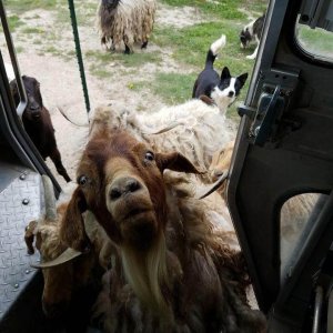 UPS Dogs (20)