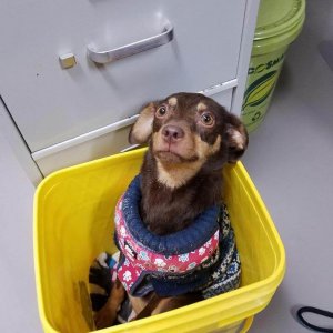 UPS Dogs (22)