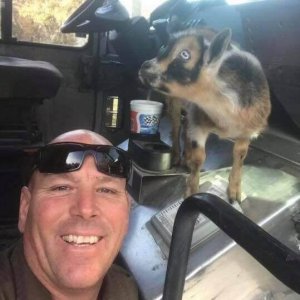 UPS Dogs (23)
