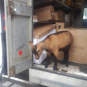 UPS Dogs (24)
