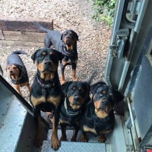 UPS Dogs (25)