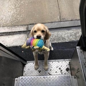 UPS Dogs (27)