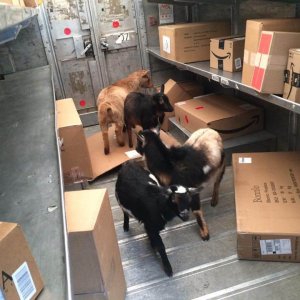 UPS Dogs (28)