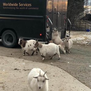 UPS Dogs (29)