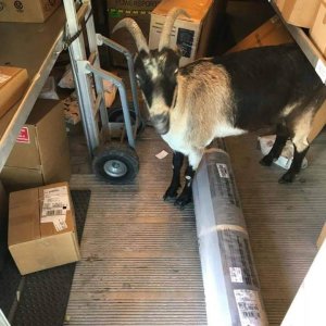UPS Dogs (32)