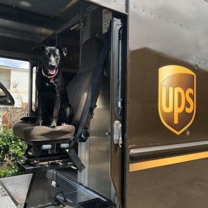 UPS Dogs (33)