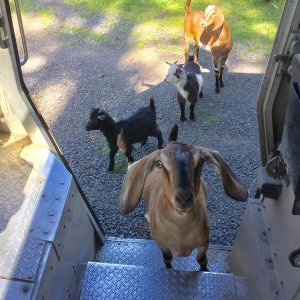 UPS Dogs (35)