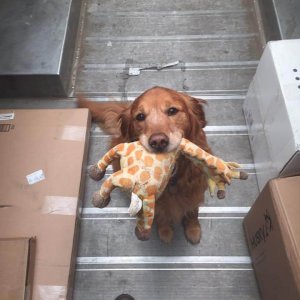 UPS Dogs (36)