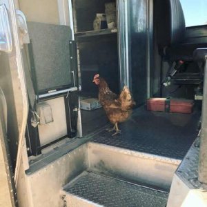 UPS Dogs (38)
