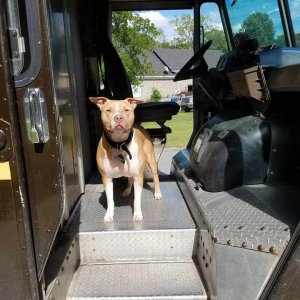 UPS Dogs (39)