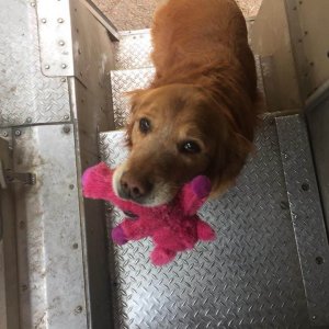 UPS Dogs (4)
