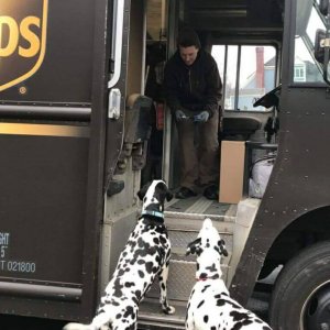 UPS Dogs (6)