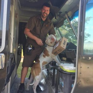 UPS Dogs (7)