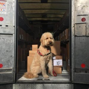 UPS Dogs (8)