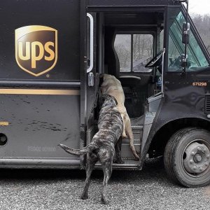 UPS Dogs (9)