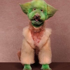 is my owner an idiot (1)