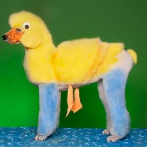 is my owner an idiot (11)