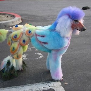 is my owner an idiot (12)