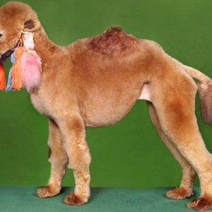 is my owner an idiot (13)