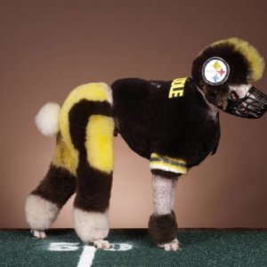 is my owner an idiot (14)