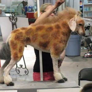 is my owner an idiot (15)