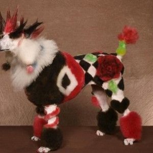 is my owner an idiot (16)