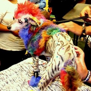 is my owner an idiot (17)