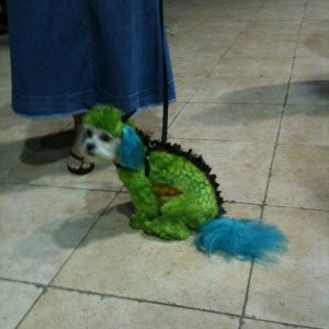 is my owner an idiot (18)