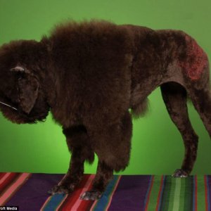 is my owner an idiot (20)